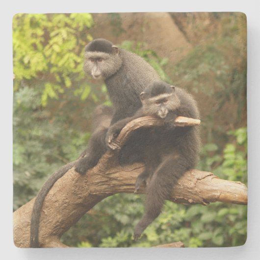 モンキースクエアコースター ストーンコースター (正面)