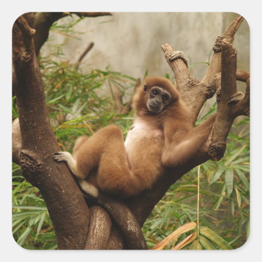 モンキースクエアステッカー スクエアシール (正面)