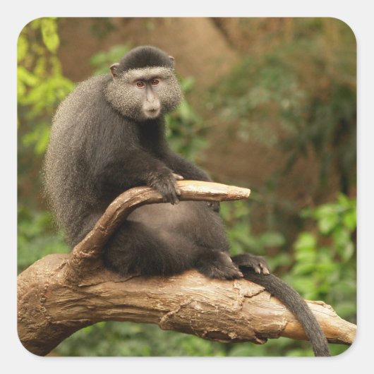 モンキースクエアステッカー スクエアシール (正面)