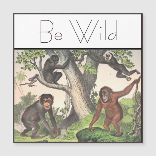 モンキーチ感動的ンパンジーヴィンテージ (正面)