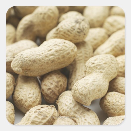 モンキーナッツ。 スクエアシール (正面)