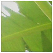 モンキーバナナツリー生地 ファブリック (見本)