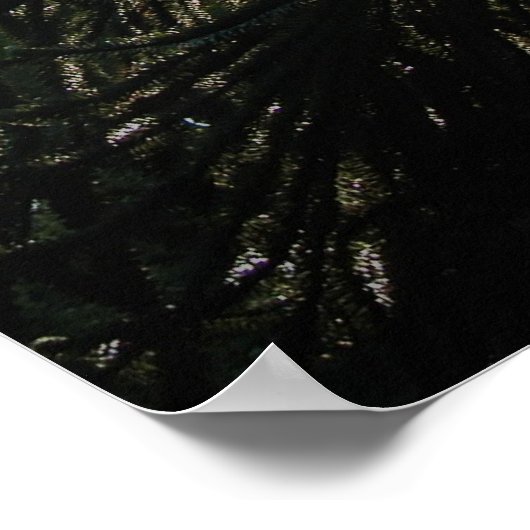 モンキーパズル ポスター (角)