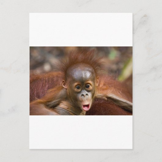 モンキービジネス1 ポストカード (正面)