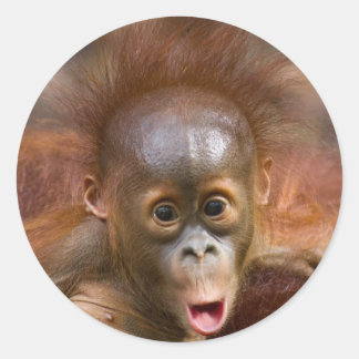 モンキービジネス1 ラウンドシール