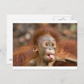 モンキービジネス2 ポストカード (正面/裏面)