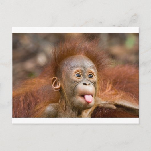 モンキービジネス2 ポストカード (正面)