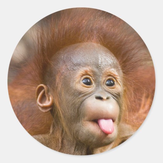 モンキービジネス2 ラウンドシール (正面)