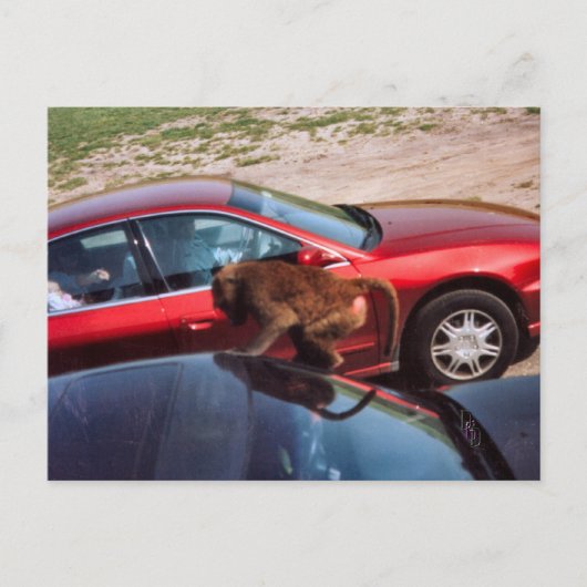 モンキービジネス ポストカード (正面)