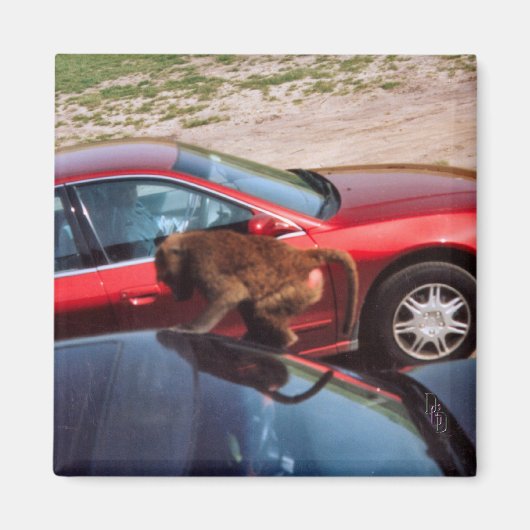 モンキービジネス マグネット (正面)