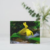 モンキーフラワー01 ポストカード (スタンド正面)