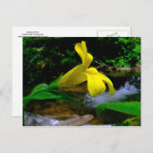 モンキーフラワー01 ポストカード (正面/裏面)