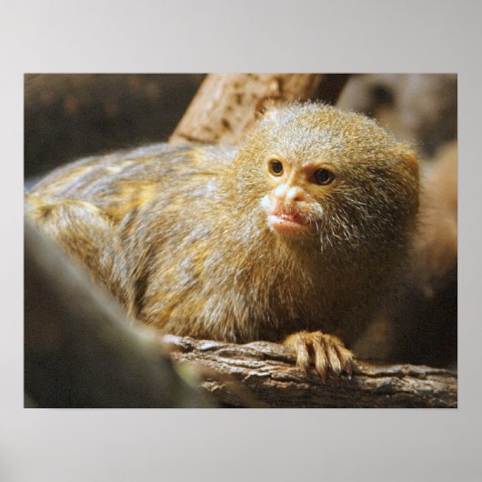 モンキーポスター ポスター (正面)