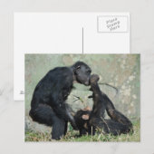 モンキーポストカード ポストカード (正面/裏面)