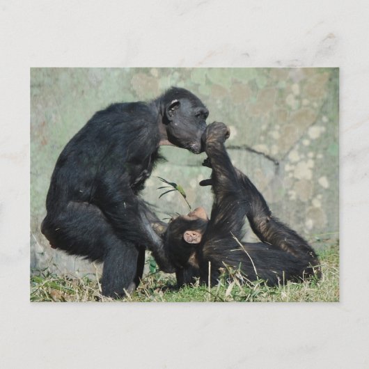 モンキーポストカード ポストカード (正面)
