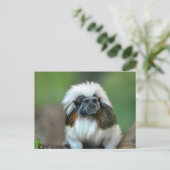 モンキーポストカード ポストカード (スタンド正面)