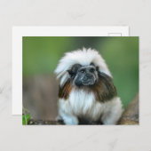 モンキーポストカード ポストカード (正面/裏面)