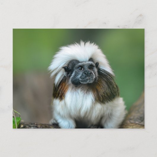 モンキーポストカード ポストカード (正面)