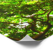 モンキーポッドツリー ポスター (角)