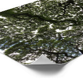 モンキーポッド葉 ポスター (角)