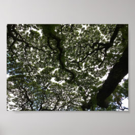 モンキーポッド葉 ポスター