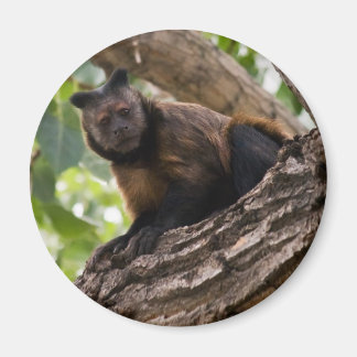 モンキーマグネット マグネット