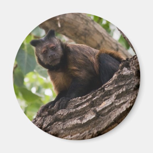 モンキーマグネット マグネット (正面)