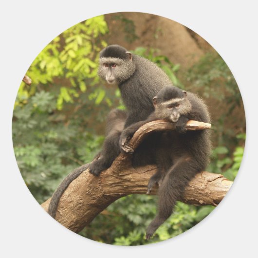 モンキーラウンドステッカー ラウンドシール (正面)
