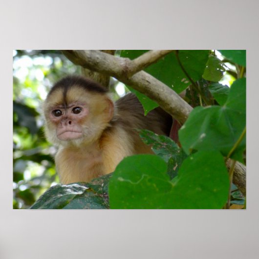 モンキー参照… ポスター (正面)