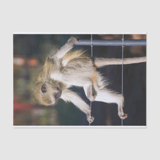 モンキー間抜けティッシュペーパー 薄葉紙 (正面)