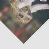 モンキー間抜けティッシュペーパー 薄葉紙 (詳細)