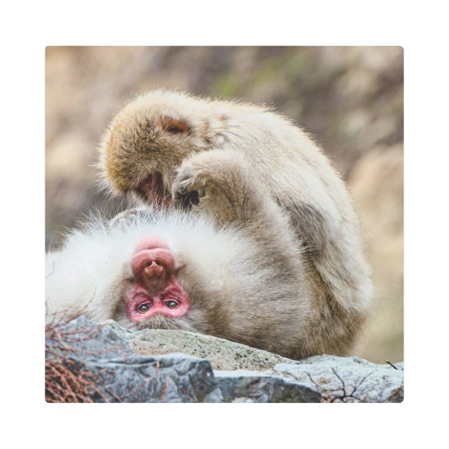 モンキー、楽しく過ごす旅 メタルプリント (正面)