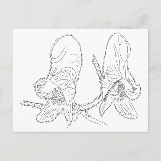 モンクショッドイラストレーション ポストカード (正面)