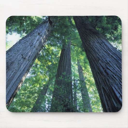 モンゴメリウッズ州立保護区, カリフォルニア州 マウスパッド (正面)
