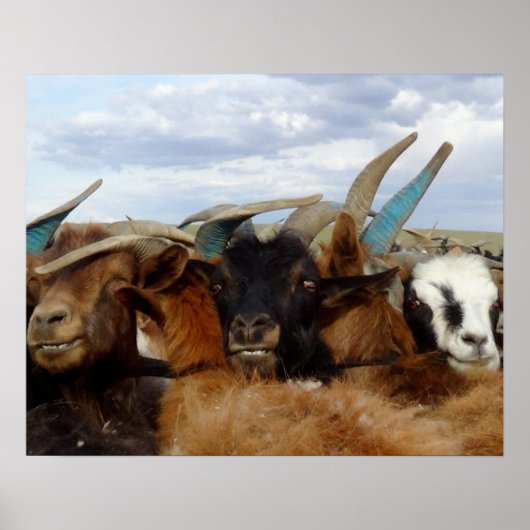 モンゴルヤギ ポスター (正面)