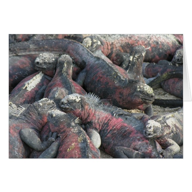 モンスターの協定の郵便はがき (正面横)