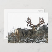 モンスターマールディアー2 ポストカード (正面/裏面)