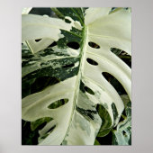 モンステラの斑入り植物の植物画 ポスター (正面)