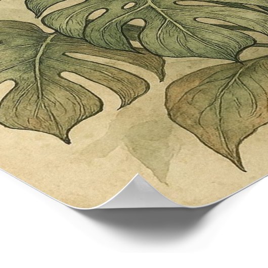 モンステラエレガントとスネークの植物のヴィンテージポスター ポスター (角)