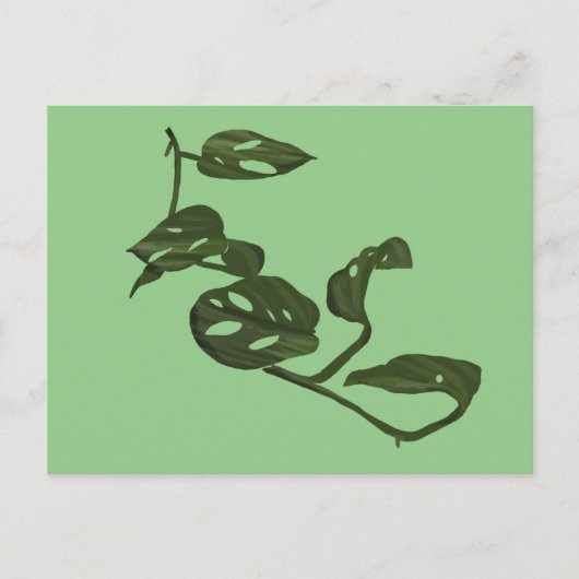 モンステラ アダノシー チーズプラント イラスト 緑 ポストカード (正面)