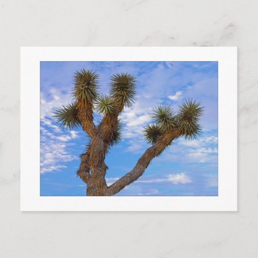 「モンスーンの朝」 ポストカード (正面)