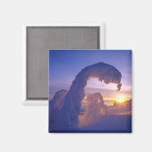 モンタナのホワイトフィッシュレンジの雪の亡霊 マグネット (正面/裏面)