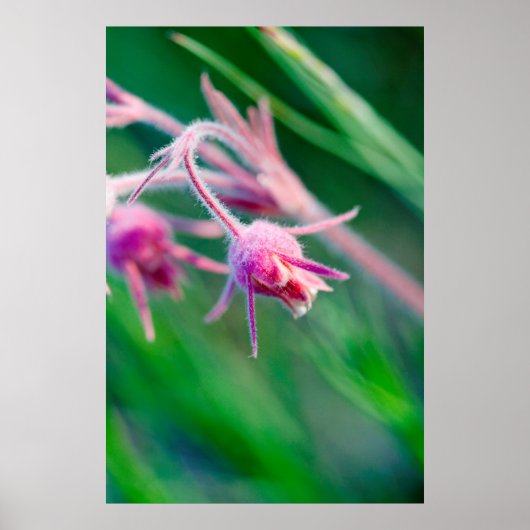 モンタナの草原の花のマクロ写真 ポスター (正面)