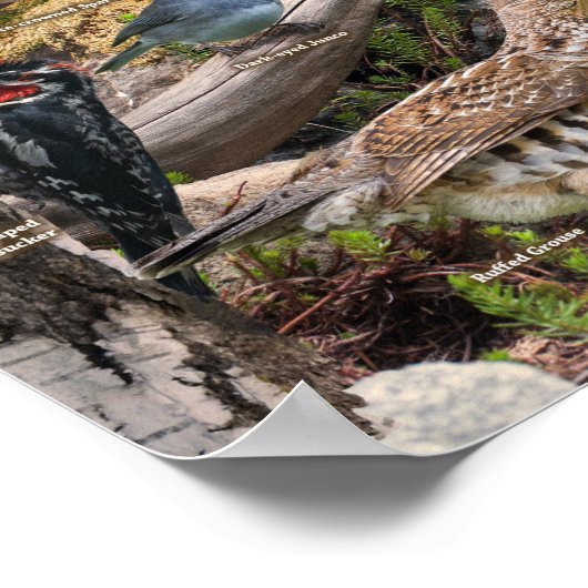 モンタナの裏庭の鳥 ポスター (角)