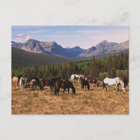 モンタナウズハガキ ポストカード (正面)