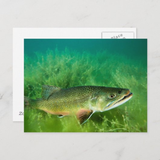 モンタナ州エメラルド湖トラウトポートレート ポストカード (正面/裏面)