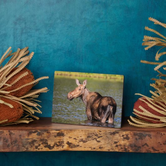 モンタナ州グレイシャー国立公園で餌を食べるヘラジカ フォトプラーク (側面)