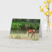 モンタナ州ナショナルバイソンレンジのブル・エルク カード (黄色い花)