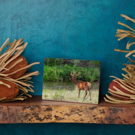 モンタナ州ナショナルバイソンレンジのブル・エルク フォトプラーク (側面)