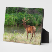 モンタナ州ナショナルバイソンレンジのブル・エルク フォトプラーク (側面)